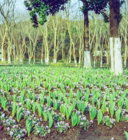 a field of flowers in front of some trees